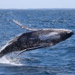 Your Guide to Whale Watching in Gippsland