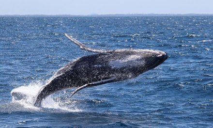 Your Guide to Whale Watching in Gippsland