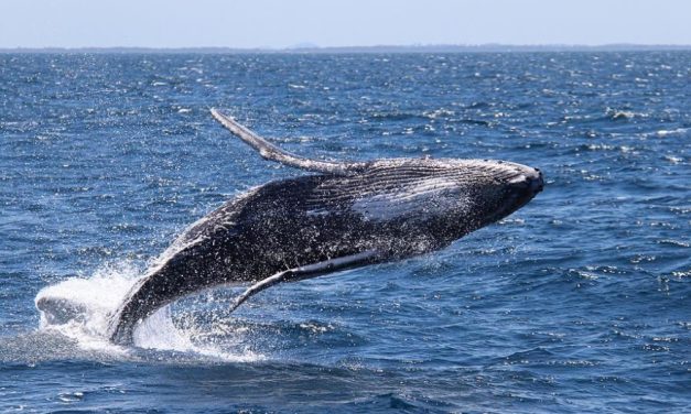 Your Guide to Whale Watching in Gippsland