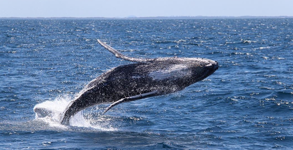 Your Guide to Whale Watching in Gippsland