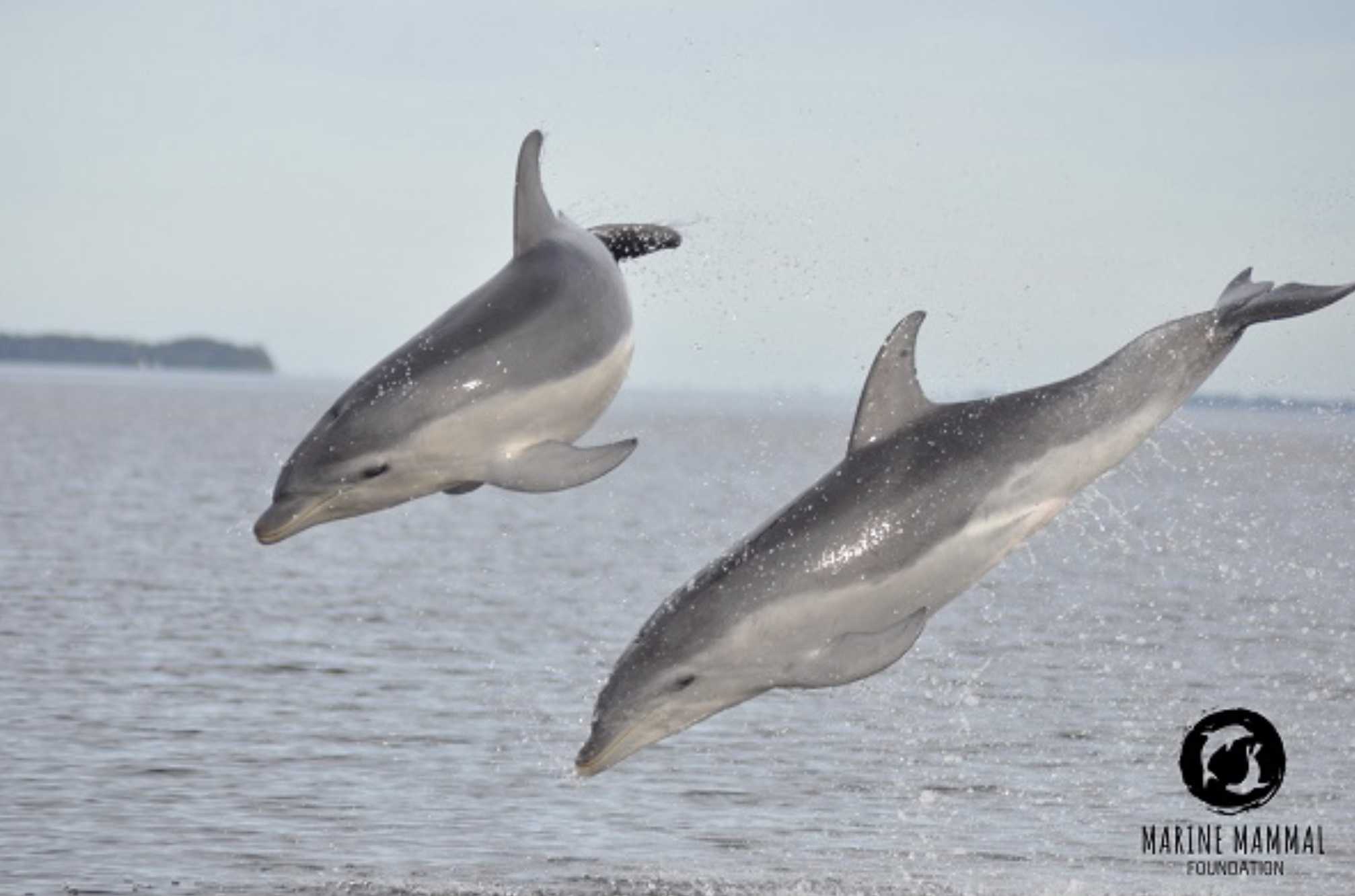 Burrunan dolphins leaping out of the water in front of a scenic Gippsland Lakes backdrop