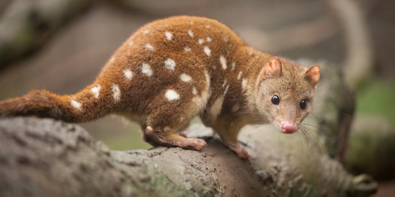 Gippsland Lakes Biodiversity: A Natural Haven for Rare Species