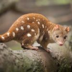 Gippsland Lakes Biodiversity: A Natural Haven for Rare Species