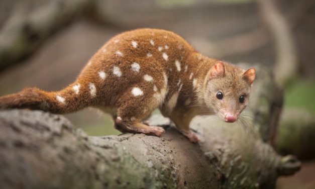 Gippsland Lakes Biodiversity: A Natural Haven for Rare Species