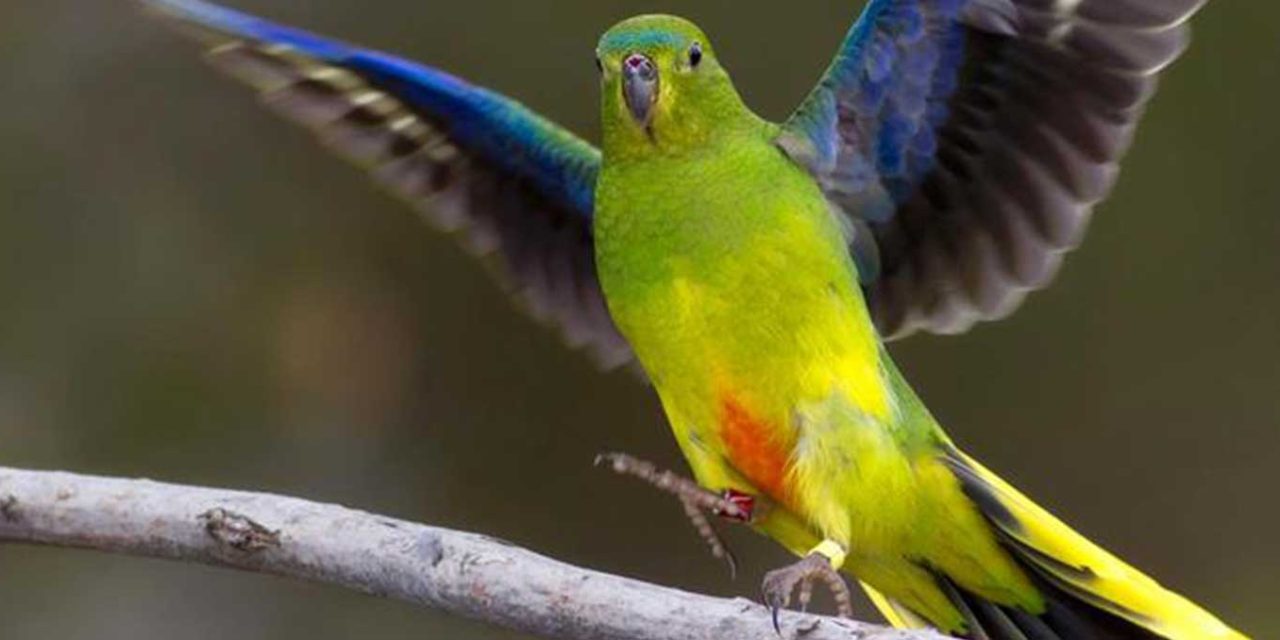 The Critically Endangered Orange-bellied Parrot: Where To See and How to Help