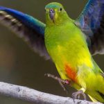 The Critically Endangered Orange-bellied Parrot: Where To See and How to Help