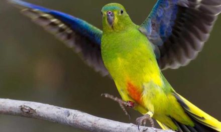 The Critically Endangered Orange-bellied Parrot: Where To See and How to Help