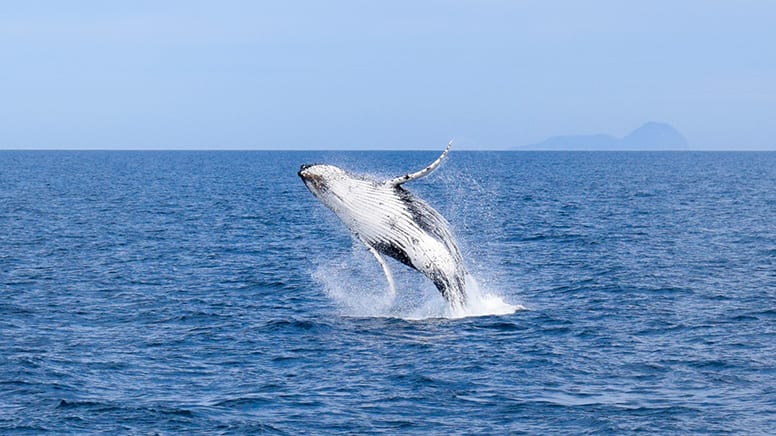 Whale Watching Lakes Entrance