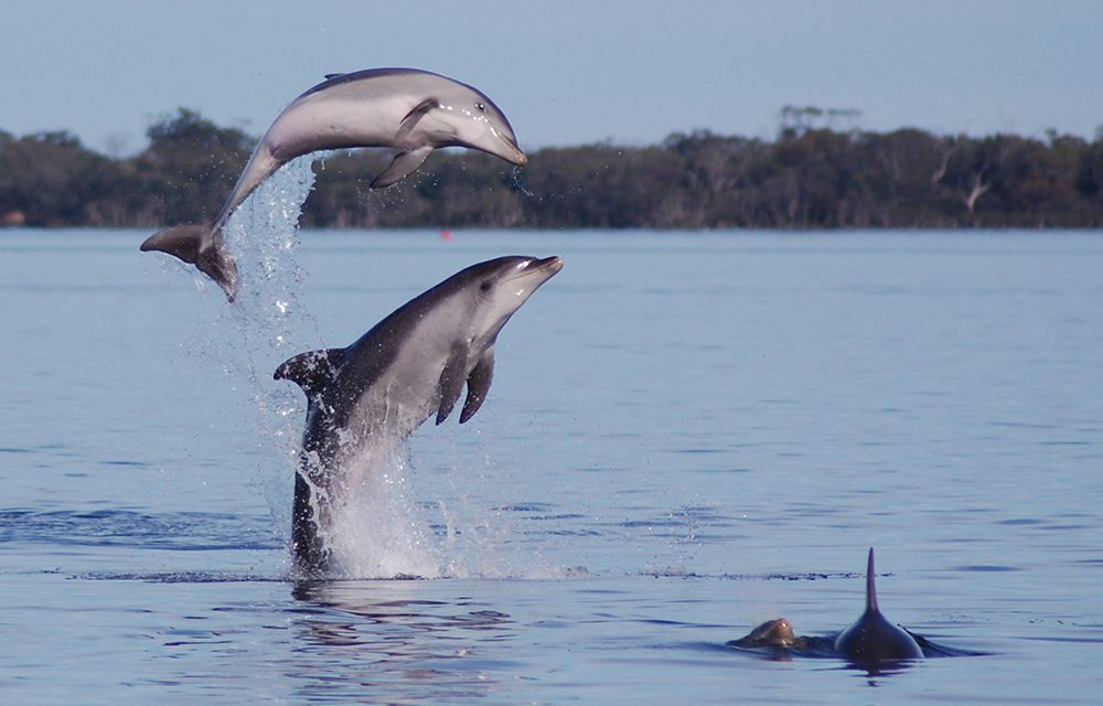 Discover the Rare Burrunan Dolphins in the Gippsland Lakes