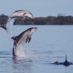 Discover the Rare Burrunan Dolphins in the Gippsland Lakes