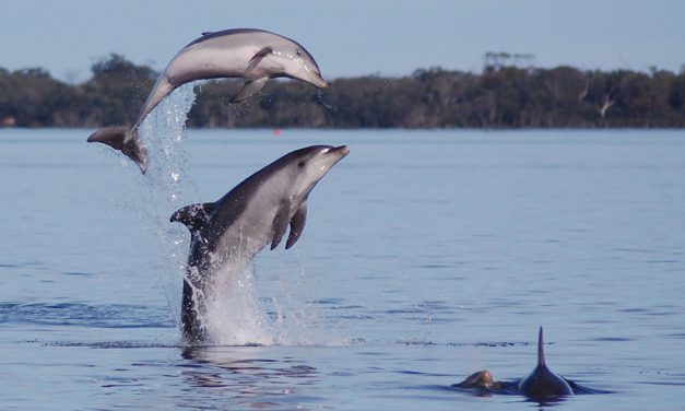Discover the Rare Burrunan Dolphins in the Gippsland Lakes