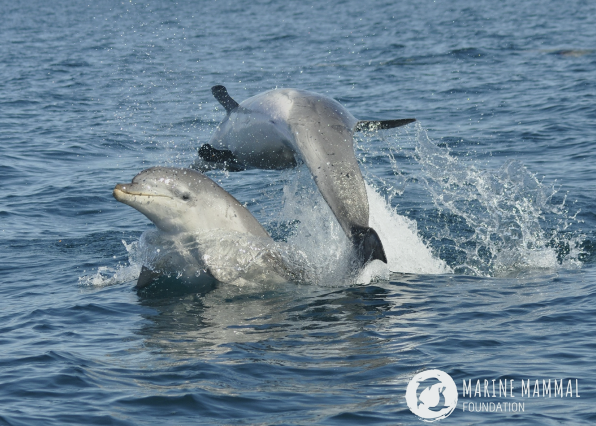 pod of Burrunan dolphins surfacing in the tranquil waters of Gippsland Lakes
